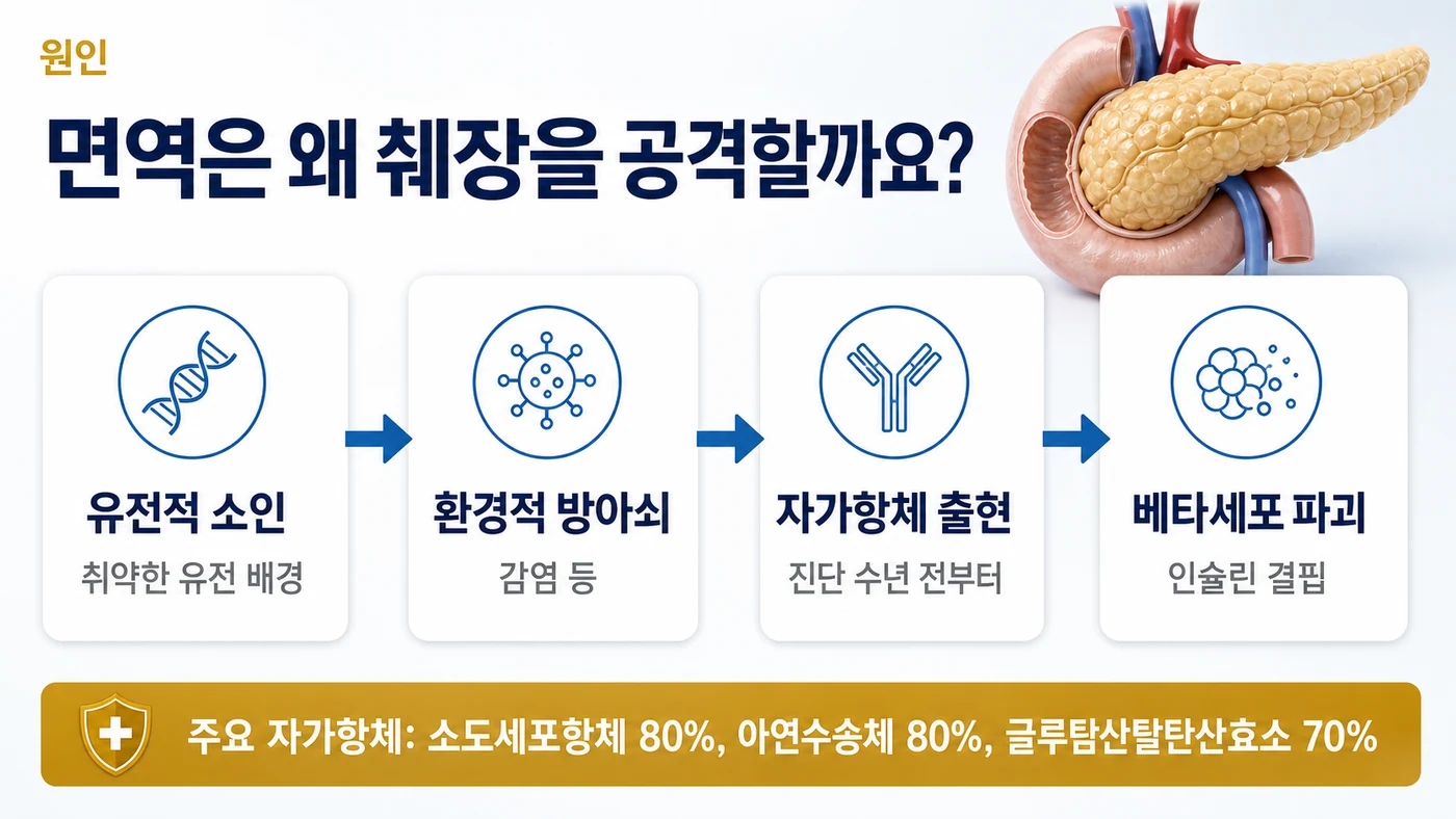 1형 당뇨병의 원인 — 유전적 소인에 감염 등 환경적 방아쇠가 더해져 진단 수년 전부터 자가항체가 나타나고 베타세포가 파괴되는 흐름, 소도세포항체와 아연수송체 항체 80%, 글루탐산탈탄산효소 항체 70%